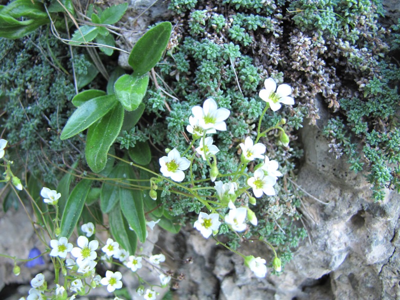 Saxifraga caesia